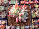 Echeveria 'Star Mark' 3" Cluster Succulent Plant