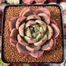 Echeveria 'Sharman' 3" Succulent Plant