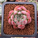 Echeveria 'Piano' 1" Succulent Plant