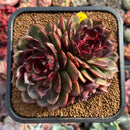 Echeveria Agavoides 'Eclipse' 3"-4" Succulent Plant