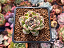 Echeveria Agavoides 'Amethyst' 1" Succulent Plant