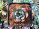 Echeveria 'Starmark' 2" Succulent Plant