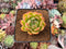 Echeveria Agavoides 'Jillian' 2" Succulent Plant