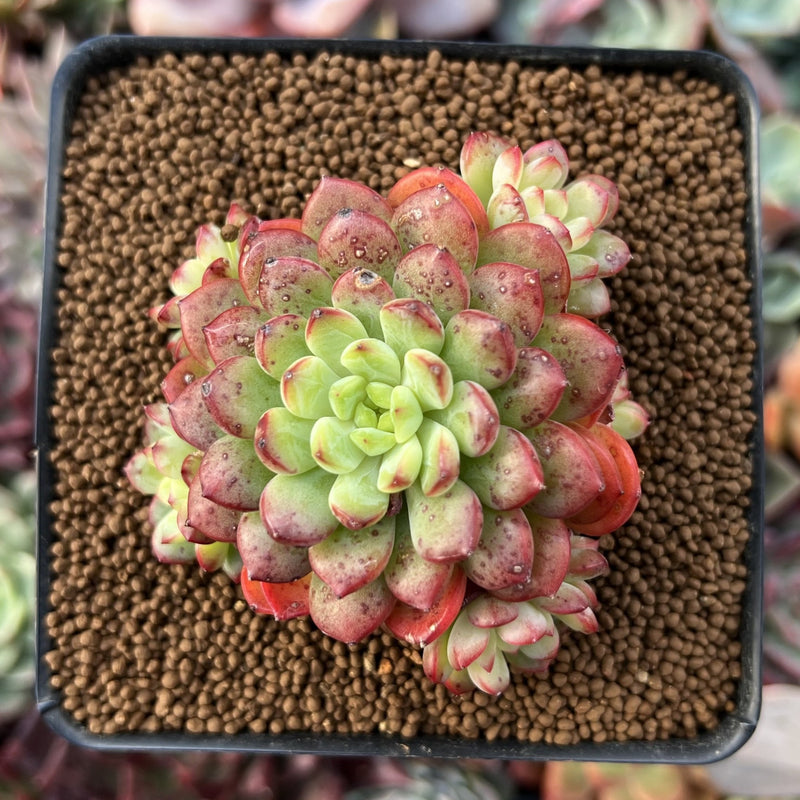 red top succulent Echeveria 'Red Top' 2