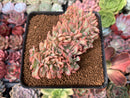 Echeveria 'Luella' Crested 2"-3" Succulent Plant