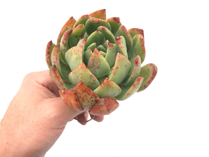 Echeveria Agavoides 'Red Glow’ 5" Large Rare Succulent Plant