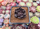 Echeveria 'Blackbird' 1" Succulent Plant