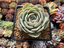 Echeveria sp. 3" Succulent Plant