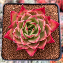 Echeveria Agavoides 'Rusty Nail' 3" Succulent Plant