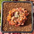 Echeveria Agavoides 'Anita' 1" Succulent Plant