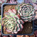 Echeveria 'Charles Rose' 2" Cluster Succulent Plant