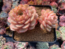 Echeveria 'Ben Badis' 5" Cluster Succulent Plant