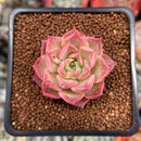 Echeveria 'High Ruby' ('Luming' x 'Helena' Hybrid) 1" New Hybrid Succulent Plant