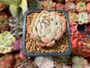 Echeveria sp. 1" Succulent Plant