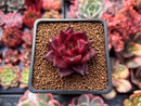 Echeveria Agavoides 'Pentera' 1" Succulent Plant