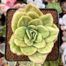 Echeveria Agavoides 'Raja' Variegated' 2" Succulent Plant