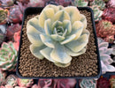 Echeveria Runyonii Variegated (Aka Echeveria 'Akaihosi' Variegated) 3" Succulent Plant