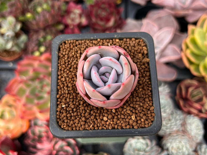 Echeveria 'Winter Flower' 1