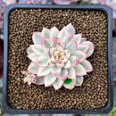 Echeveria 'Mebina' Variegated 1" Succulent Plant