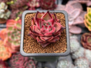 Echeveria Agavoides 'Red Ebony' 1" Succulent Plant
