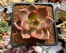 Echeveria Agavoides 'Baekya' 2" Succulent Plant