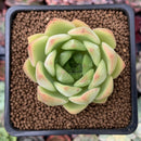 Echeveria Agavoides 'Midnight Ebony' 2" Succulent Plant