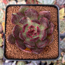 Echeveria Agavoides 'Clark' 3" Succulent Plant