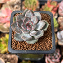 Echeveria 'Purple Stone' 1" Succulent Plant