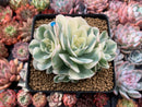 Echeveria 'Compton Carousel' Variegated 4" Cluster Succulent Plant