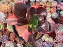 Echeveria 'Primadonna' Variegated 4"-5" Succulent Plant