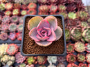 Echeveria 'Rainbow' Variegated 1" Succulent Plant