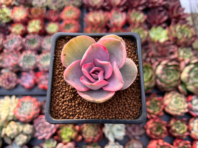 Echeveria 'Rainbow' Variegated 1