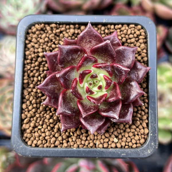 Echeveria Agavoides 'Superbell' 1" Small New Hybrid Succulent Plant