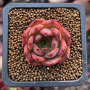 Echeveria Agavoides 'Nomad' 1" Succulent Plant