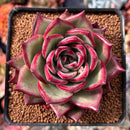 Echeveria Agavoides 'Electra' Round-Leaf 3"-4" Succulent Plant