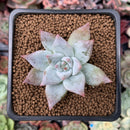 Echeveria 'Colosseum' 1"-2" New Hybrid Succulent Plant