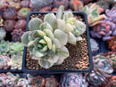 Echeveria 'Nicksana' Variegated 2" Cutting Succulent Plant