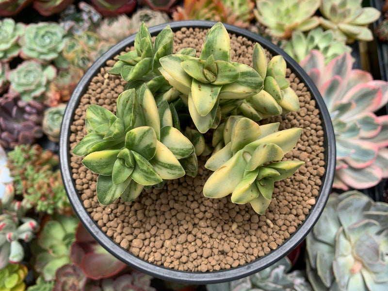 Crassula 'Springtime' Variegated 5