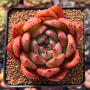 Echeveria Agavoides 'Red Wine' 3" Succulent Plant