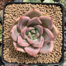 Echeveria 'Pink Champaign' 3" Succulent Plant