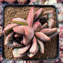 Echeveria 'White Champaign' 3" Cluster Succulent Plant