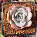 Echeveria 'Brinks Blue' 2" Powdery Succulent Plant