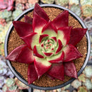 Echeveria Agavoides 'Kaiyen' 4" Succulent Plant