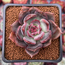 Echeveria 'Dark Chocolate' 2" Succulent Plant