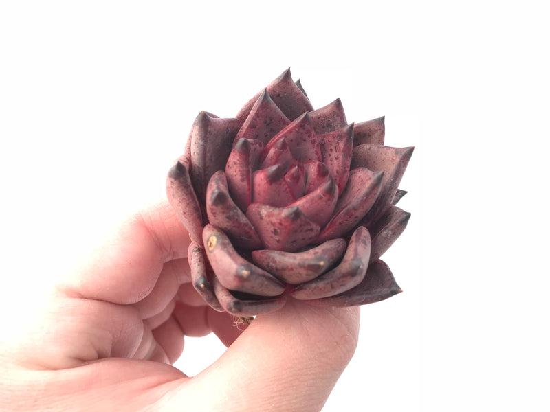 Echeveria Agavoides Red Ebony 3” Rare Succulent Plant