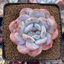 Echeveria 'Orange Monroe' 3" Succulent Plant