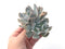 Echeveria 'Exotic' Double-Headed Cluster 4" Powdery Succulent Plant