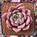 Echeveria 'Sharman' 2" Succulent Plant