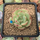 Echeveria 'Black Panther' 1" Succulent Plant