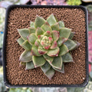 Echeveria Agavoides sp. 2"-3" Succulent Plant